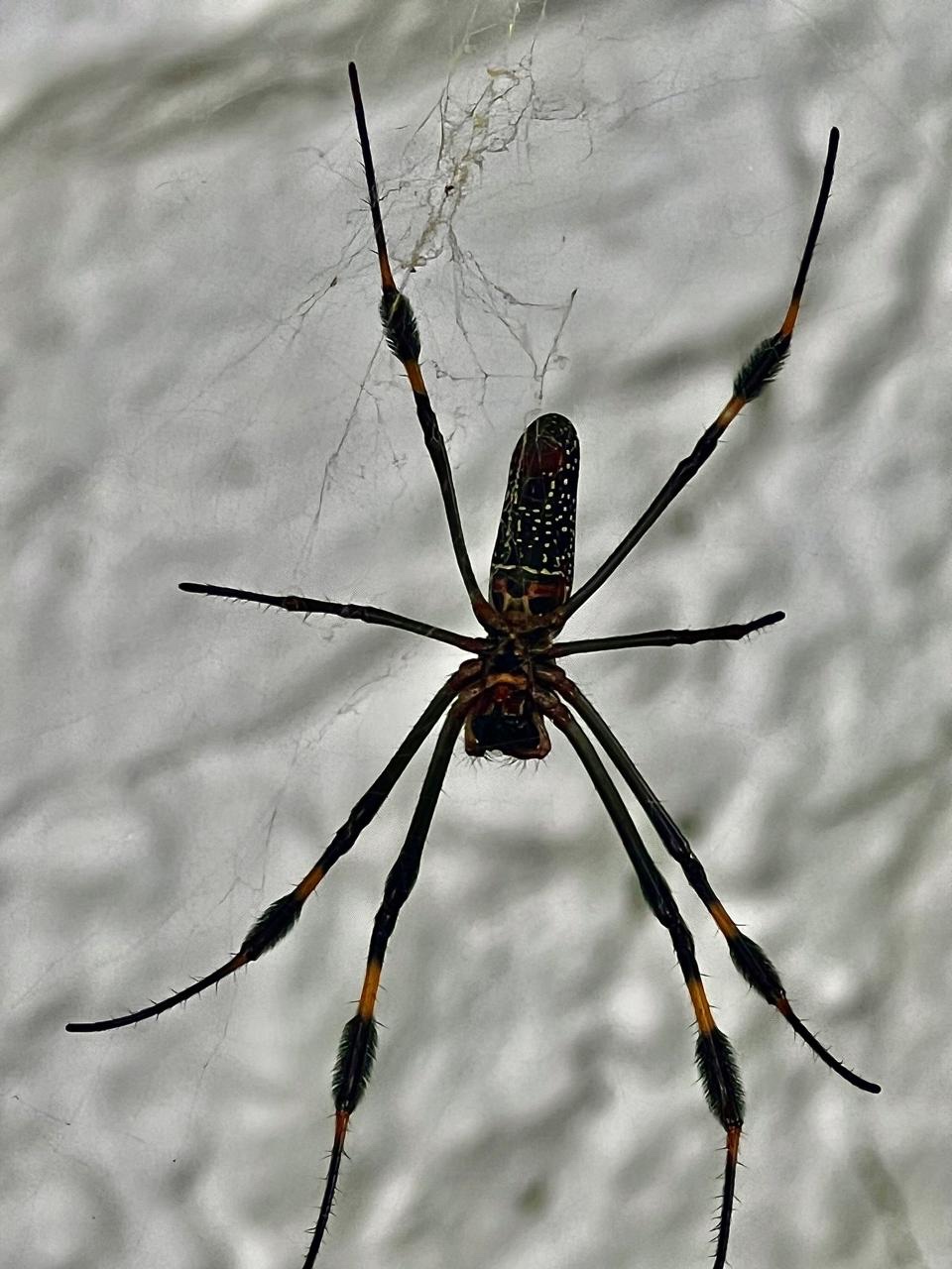 Close-up of a spider resting in its web
