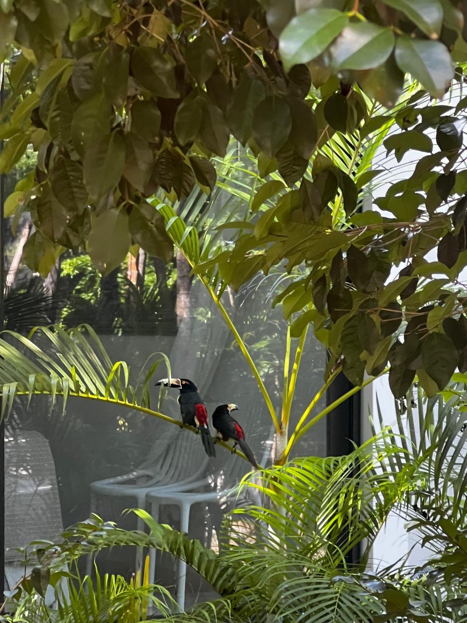 Two birds perched together on a garden palm